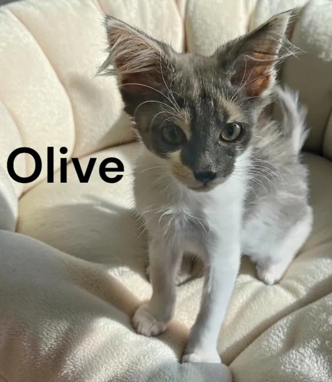 Olive thumbnail 3