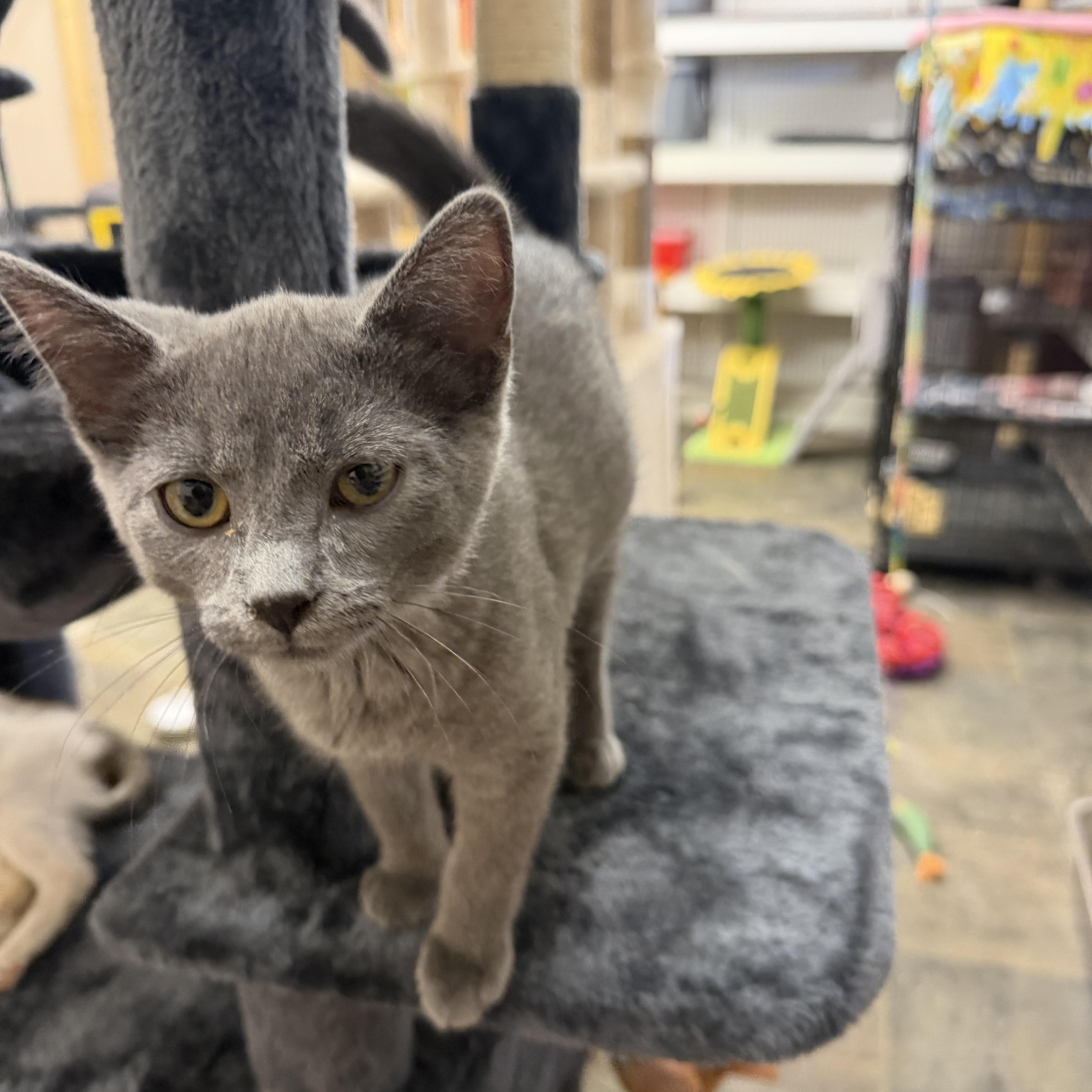 A baby small-sized female Smoke Russian Blue cat named Rosa for adoption in Mauston, WI