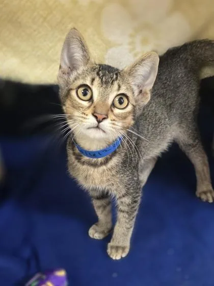 A baby small-sized male Domestic Short Hair cat named Pop Tart for adoption in Westland, MI