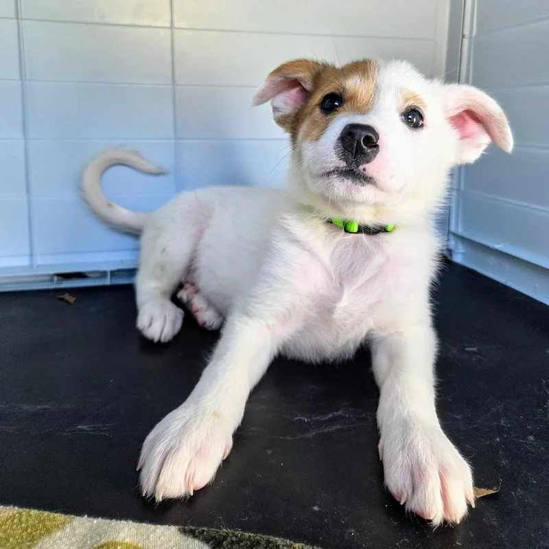 A baby small-sized male Cattle Dog dog named Monopoly for adoption in Newport, TN