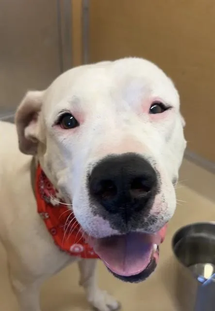 A young extra large-sized male Dogo Argentino dog named Aspen for adoption in Miami, FL