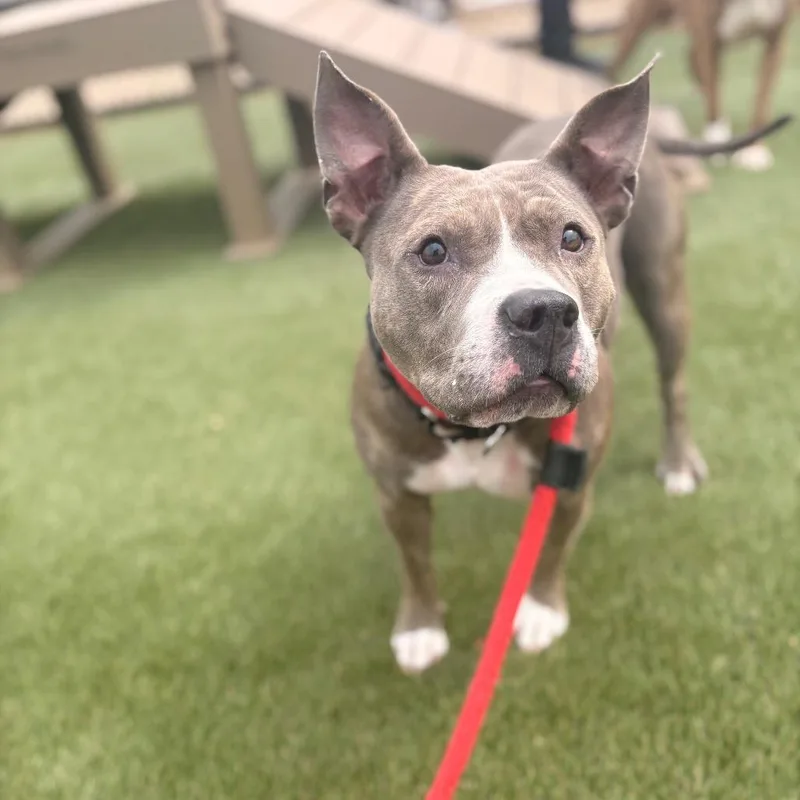 An adult large-sized female Gray / Blue / Silver Pit Bull Terrier dog named Pound Cake for adoption in Philadelphia, PA