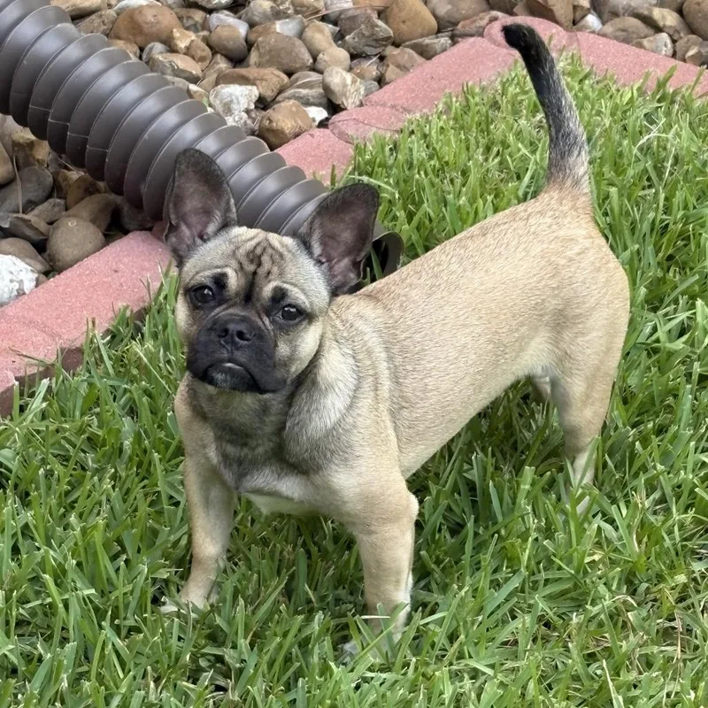 Chloe