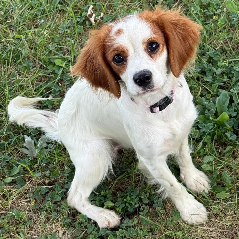 A young small-sized female White / Cream Spaniel dog named Tessa for adoption in Olathe, KS