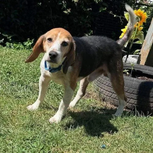 An adult medium-sized male Tricolor (Brown, Black, & White) Beagle dog named Dexter for adoption in Kent, WA