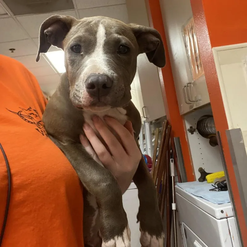 A baby medium-sized female Gray / Blue / Silver Pit Bull Terrier dog named Miranda for adoption in Westminster, CA