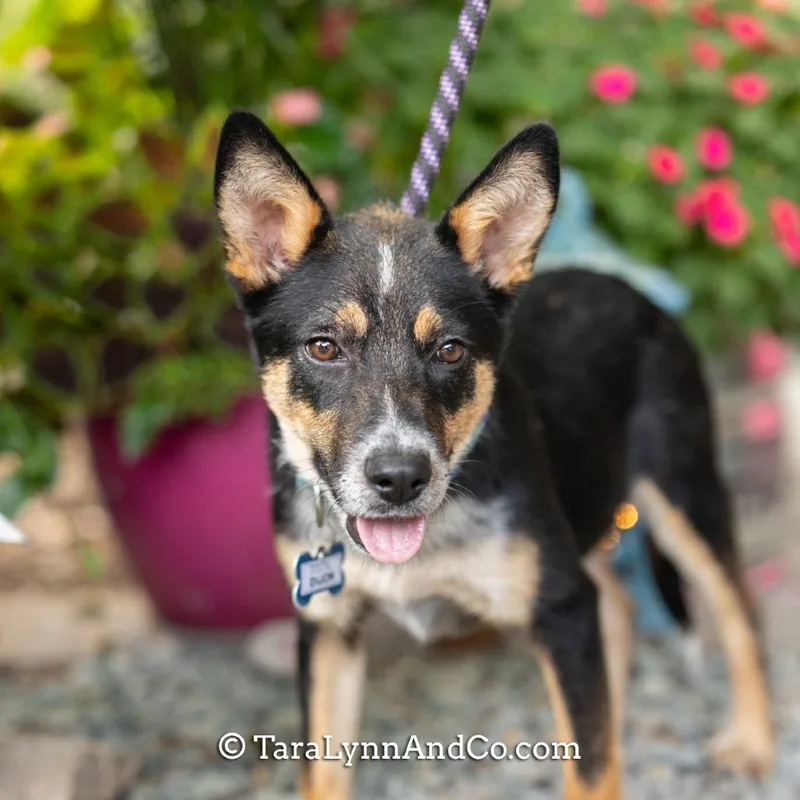 A young medium-sized male Black Australian Cattle Dog / Blue Heeler dog named Dijon for adoption in Wake Forest, NC