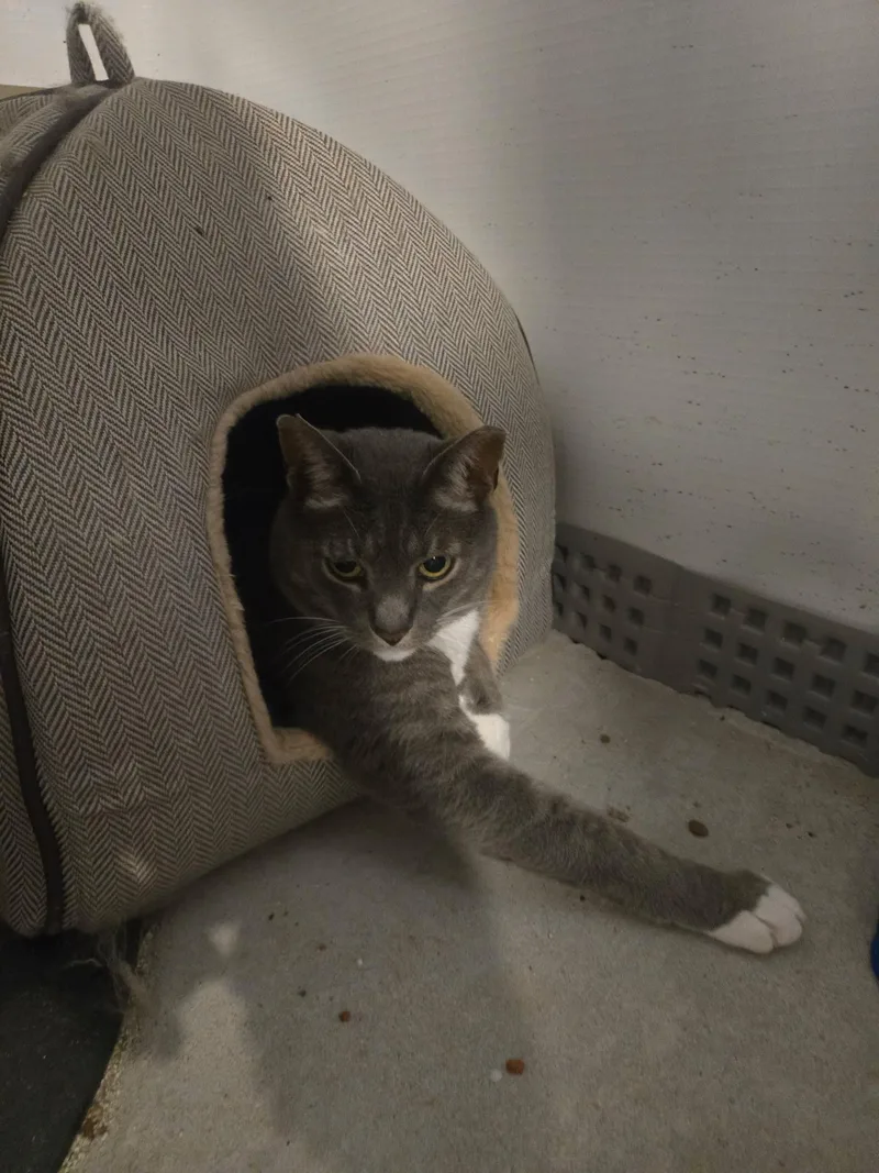 Morgan