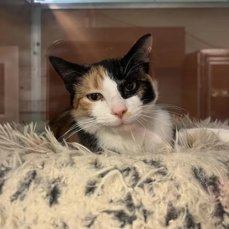 A young medium-sized female Calico Domestic Short Hair cat named Fable for adoption in South Elgin, IL