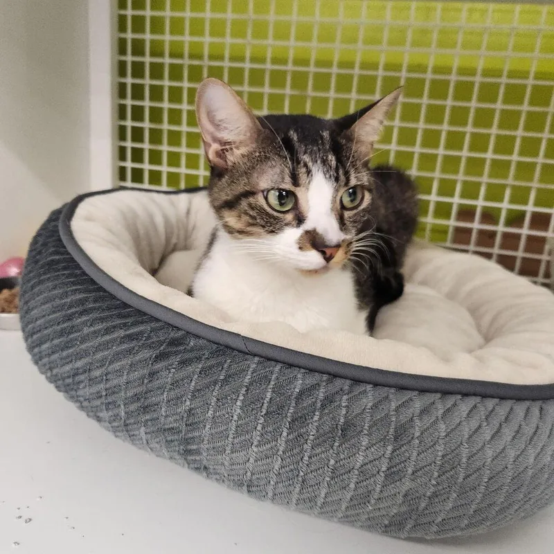An adult medium-sized female Domestic Medium Hair cat named Lucy NC for adoption in Dallas, TX