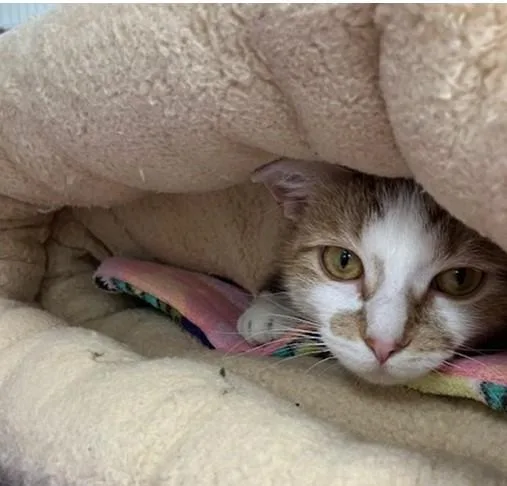 A young medium-sized female Domestic Short Hair cat named Malia for adoption in Springfield, MA