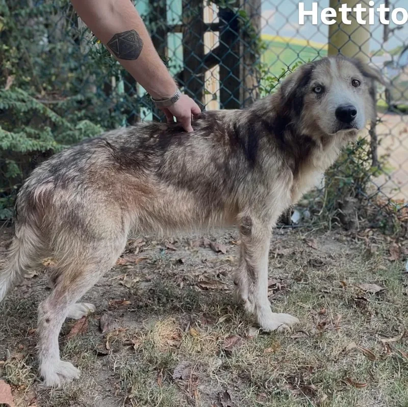 Hettito