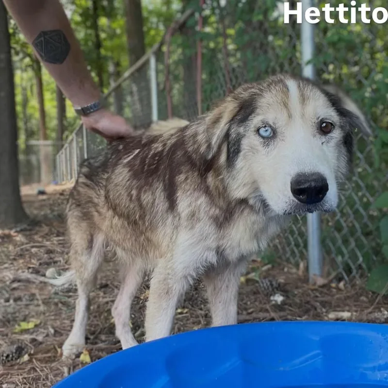 Hettito thumbnail 3