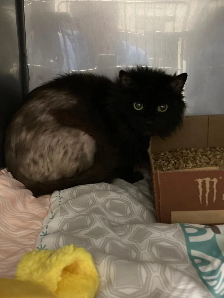 Cheesecake thumbnail 2