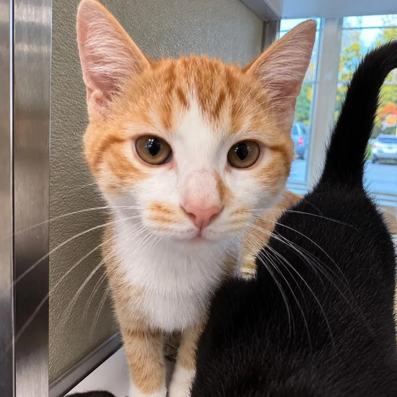 A baby small-sized male Orange & White Domestic Short Hair cat named Snoop Cat for adoption in Amsterdam, NY