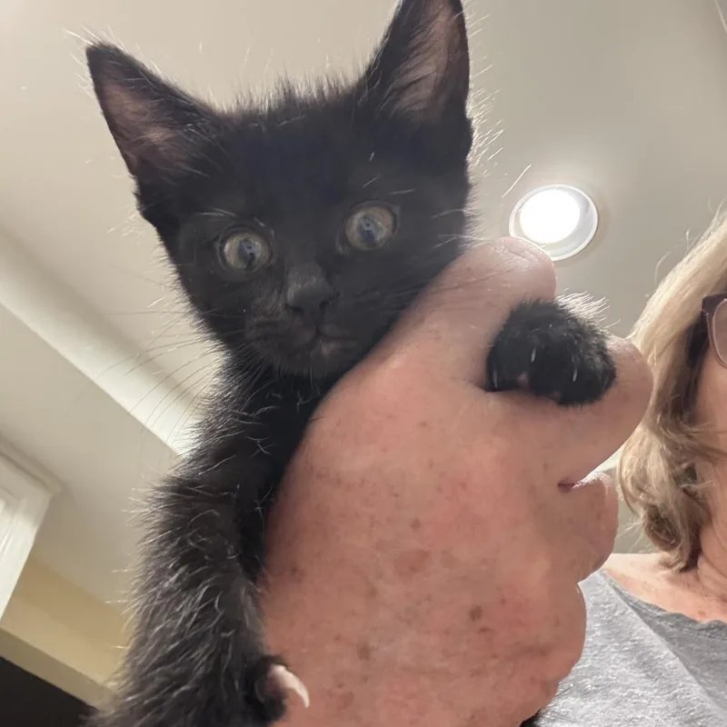 A baby small-sized male Black Domestic Short Hair cat named Samuel for adoption in Upland, CA