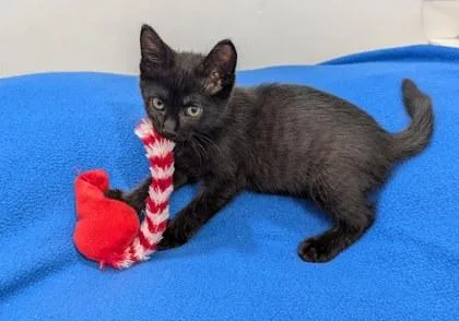 A baby small-sized male Domestic Short Hair cat named David Rose for adoption in Westland, MI