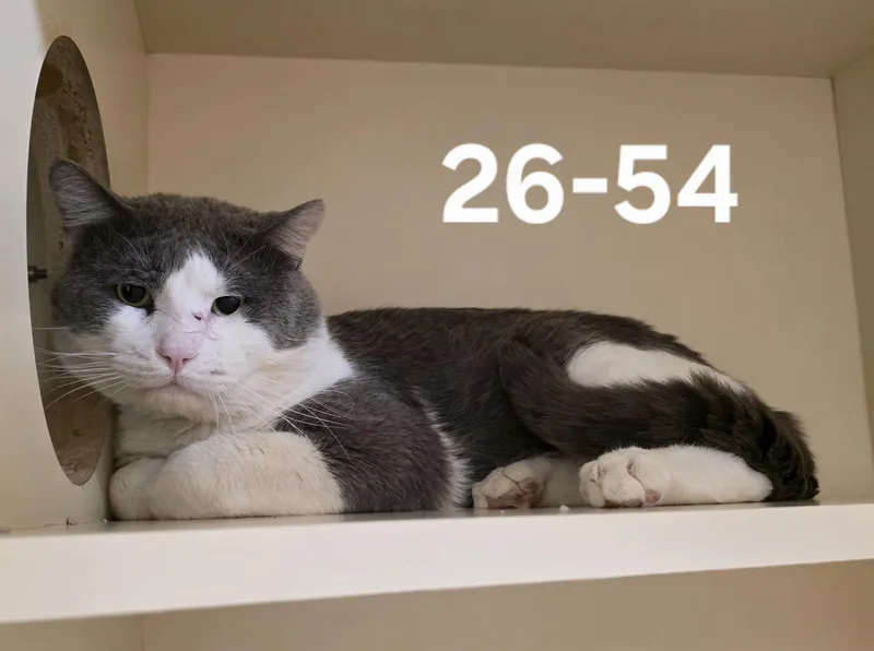 An adult large-sized male Domestic Short Hair cat named 26-54 for adoption in Ridgecrest, CA