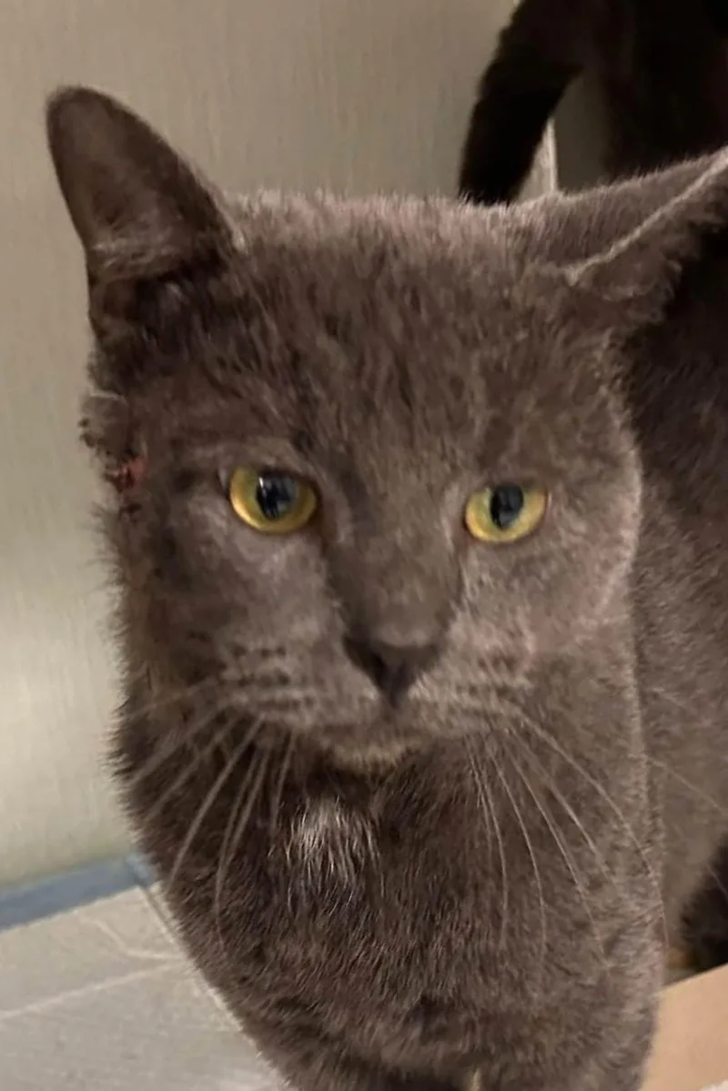 An adult medium-sized male Gray / Blue / Silver Domestic Short Hair cat named Mackey for adoption in Danville, IN