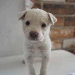 A baby small-sized female White / Cream Mixed Breed dog named Crepe for adoption in Bellingham, WA