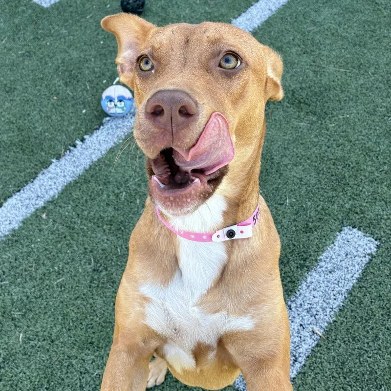 An adult medium-sized female Red / Chestnut / Orange Mixed Breed dog named Amy Wilson for adoption in Memphis, TN