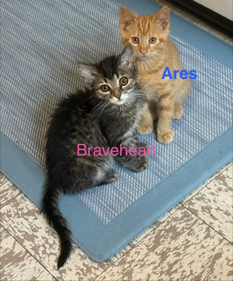 Ares
