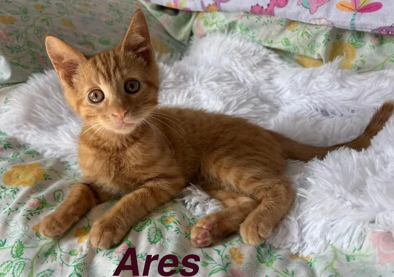 Ares thumbnail 2