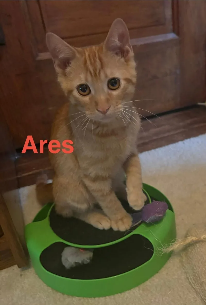 Ares thumbnail 3