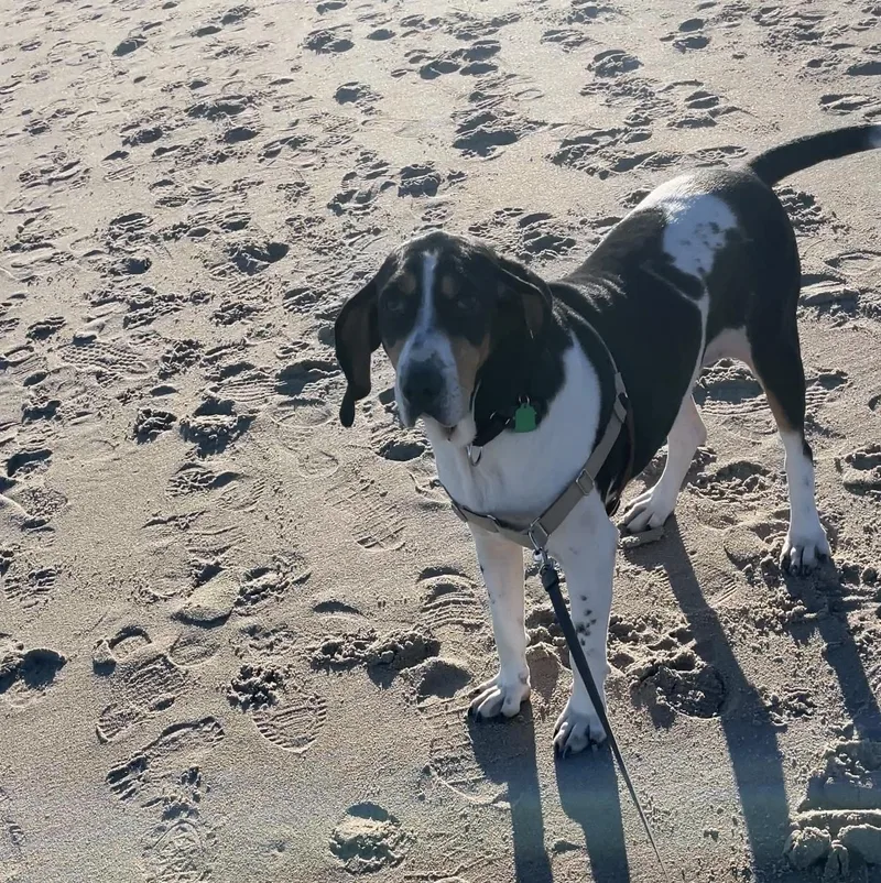 Ollie Local N.h. thumbnail 2