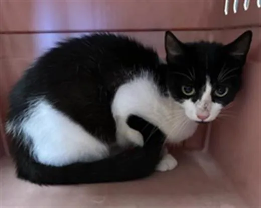 A baby small-sized female Domestic Short Hair cat named Bunny for adoption in Visalia, CA
