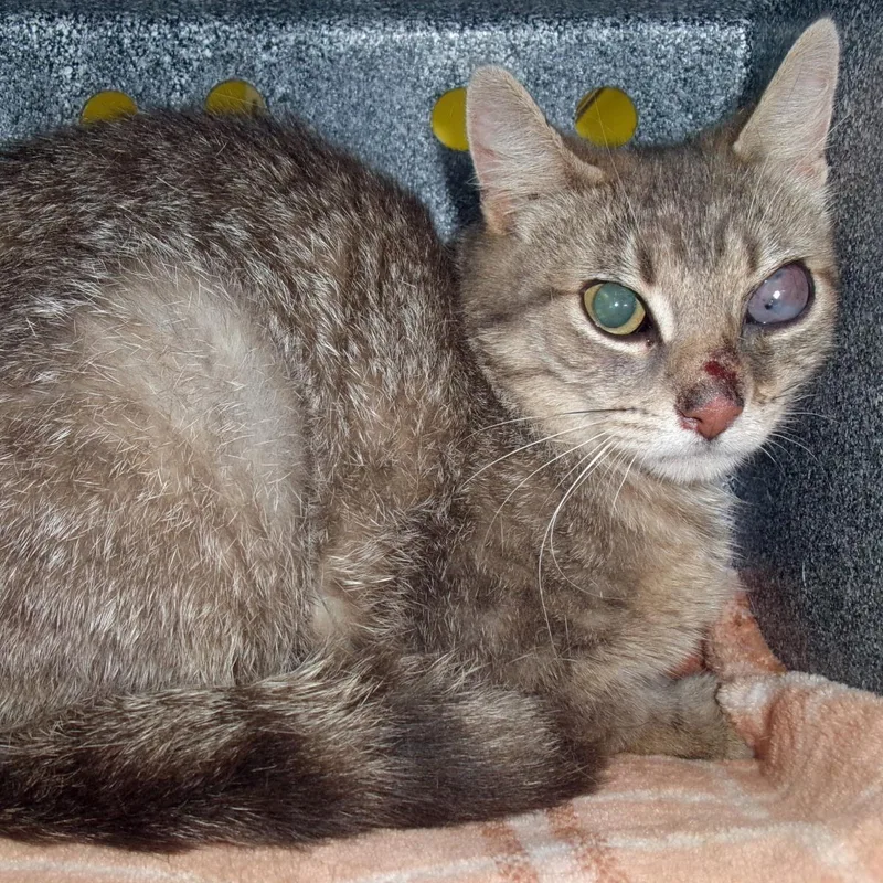 An adult medium-sized female Brown / Chocolate Domestic Short Hair cat named Malarkey for adoption in Plover, WI