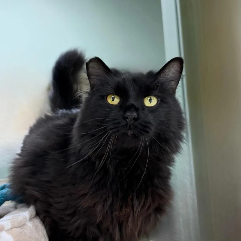 An adult large-sized male Domestic Long Hair cat named Fluffy Matt for adoption in State College, PA