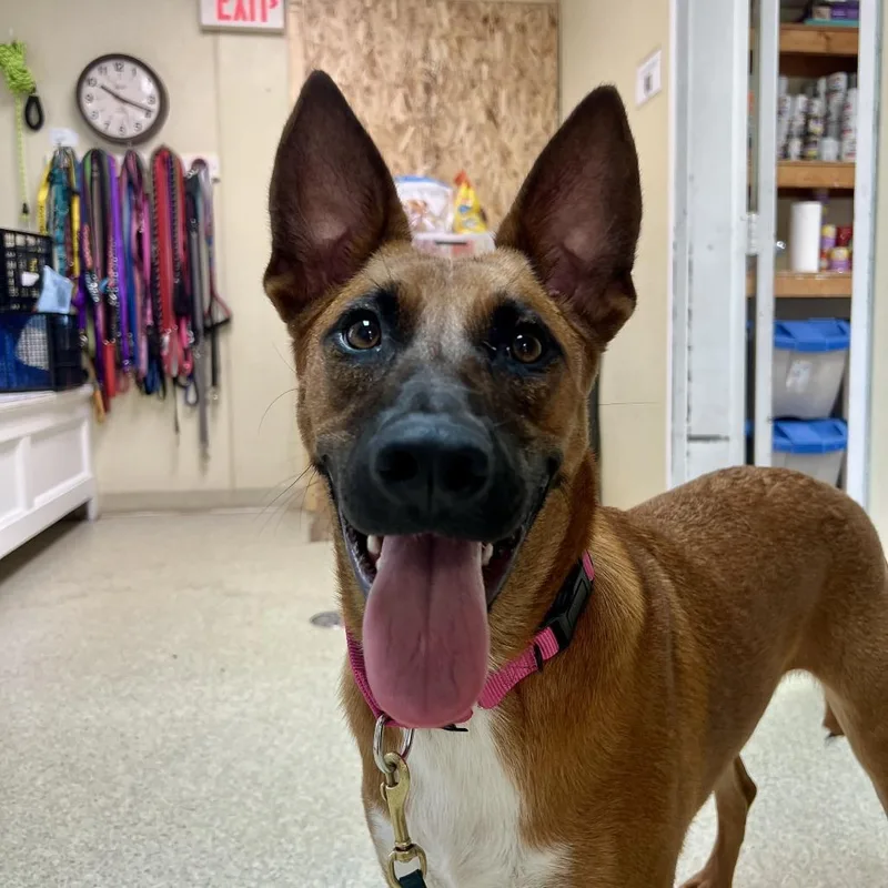 A young large-sized female German Shepherd Dog dog named Marie for adoption in Deerfield, IL
