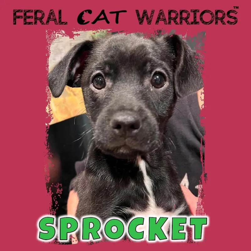 Sprocket thumbnail 2