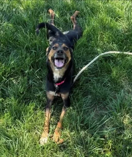An adult medium-sized female Shepherd dog named Gretta for adoption in St. Anne, IL