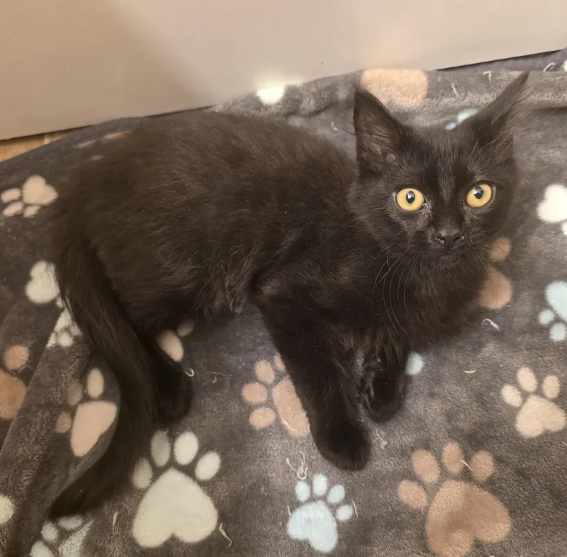 A baby medium-sized male Black Domestic Long Hair cat named Kyle for adoption in Rochester, WA