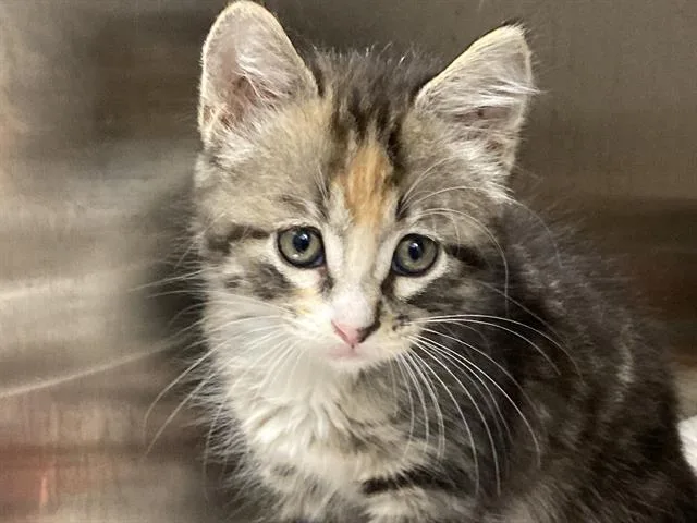 A baby small-sized female Domestic Short Hair cat named Mona Lisa for adoption in Tustin, CA