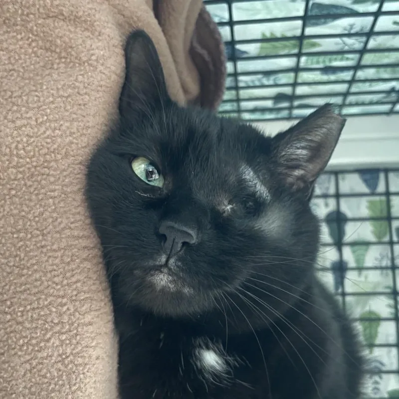 An adult medium-sized female Black Domestic Short Hair cat named Monica for adoption in Chicago, IL