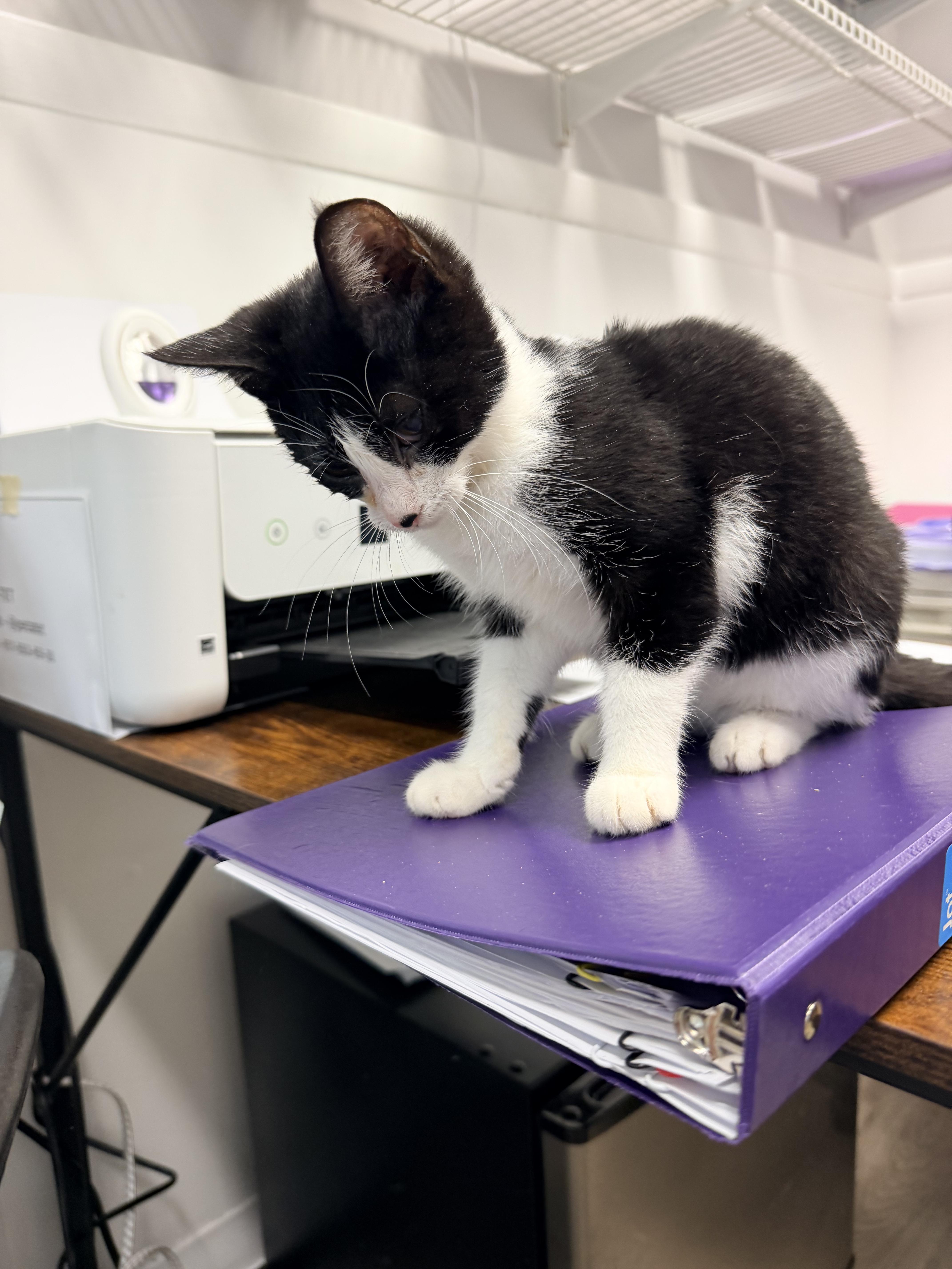 A baby small-sized female Black Domestic Short Hair cat named Star for adoption in Shrewsbury, MA