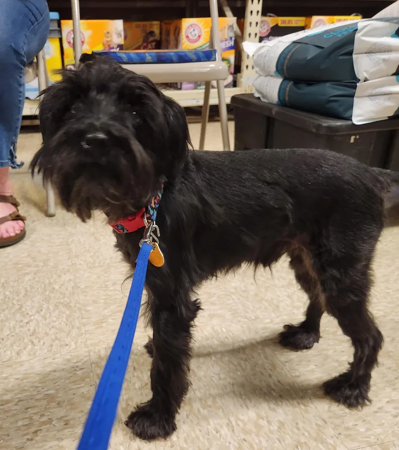 An adult small-sized male Black Miniature Schnauzer dog named Frankie for adoption in Oklahoma City, OK