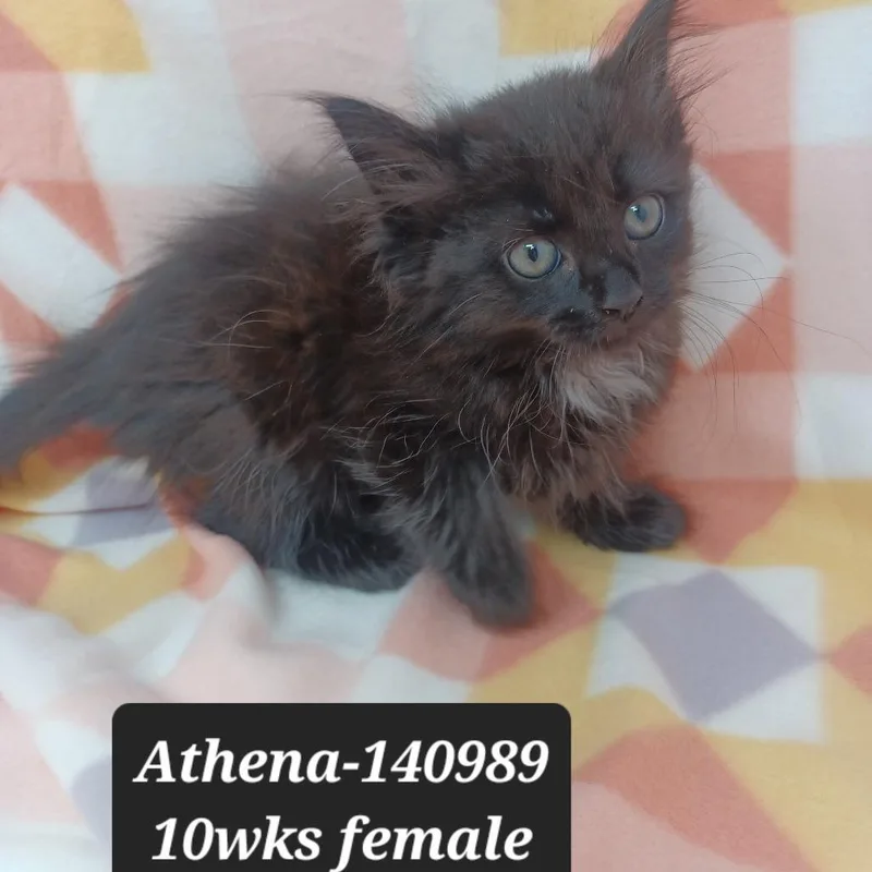 A baby small-sized female Domestic Medium Hair cat named Athena for adoption in New Tazewell, TN