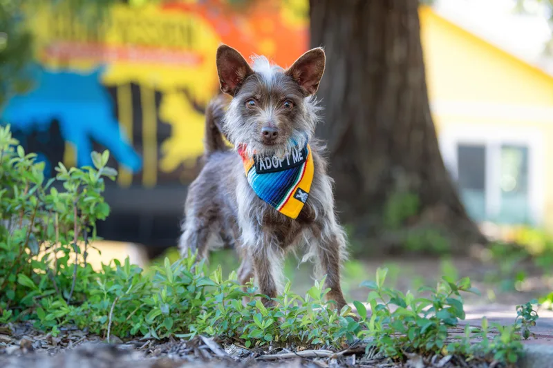 Chocorrol thumbnail 4