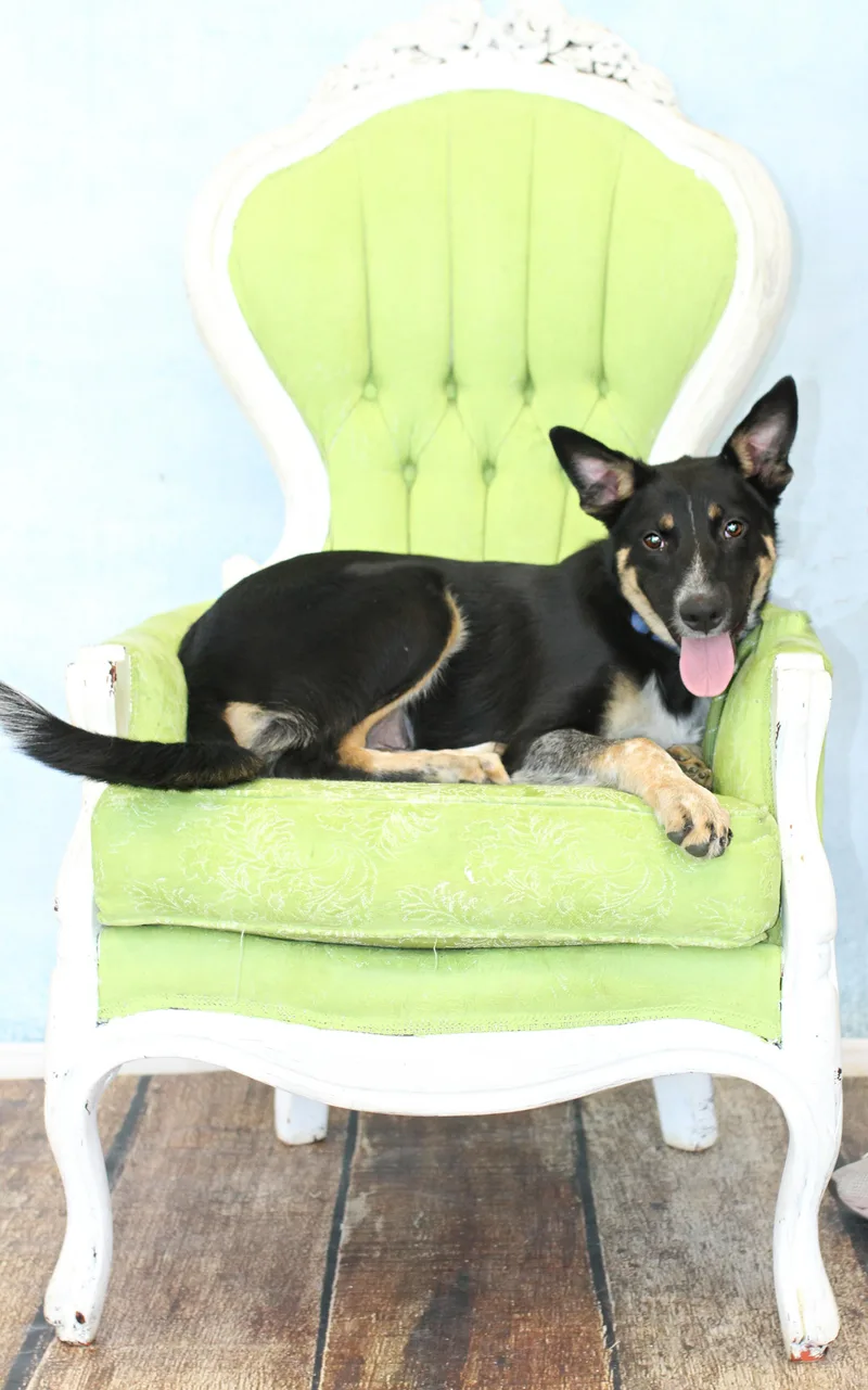 An adult medium-sized male Australian Cattle Dog / Blue Heeler dog named Hondo for adoption in Tyler, TX