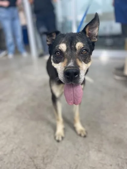 Croissant thumbnail 2