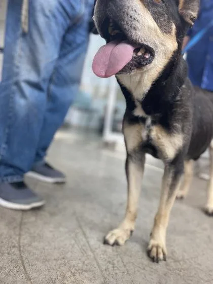 Croissant thumbnail 3