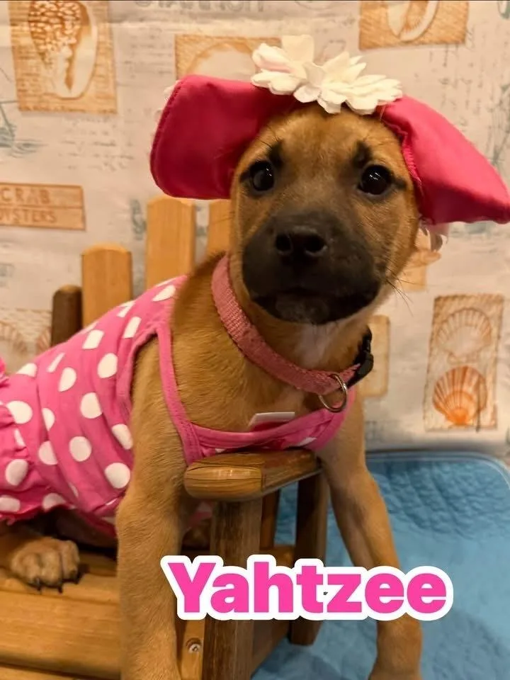 A baby medium-sized female Mixed Breed dog named Yahtzee for adoption in Scranton, PA