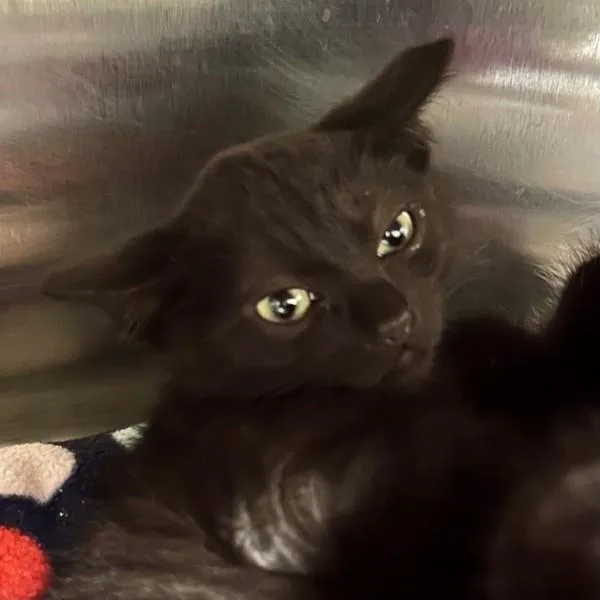 A baby small-sized male Domestic Short Hair cat named Redd for adoption in Walnut Creek, CA