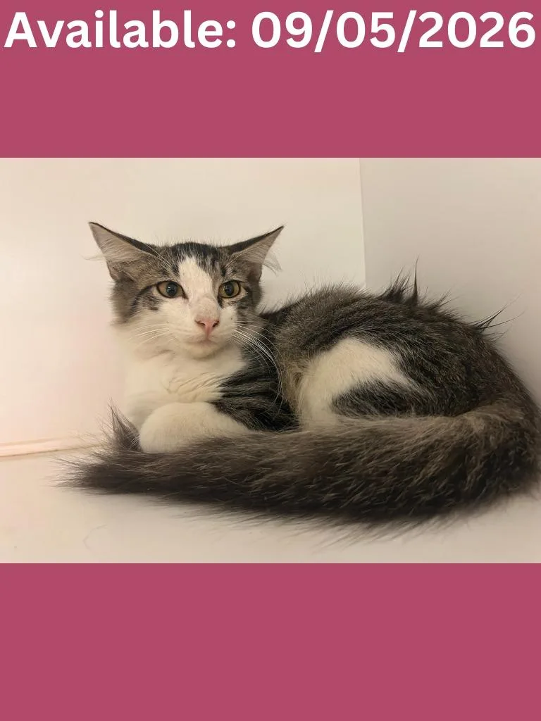 A baby medium-sized female Domestic Short Hair cat named Cat Condo for adoption in Greenville, TX
