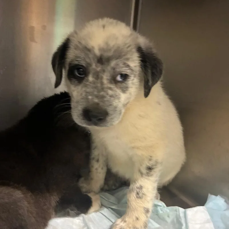 A baby small-sized male Mixed Breed dog named Butter for adoption in Corbin, KY