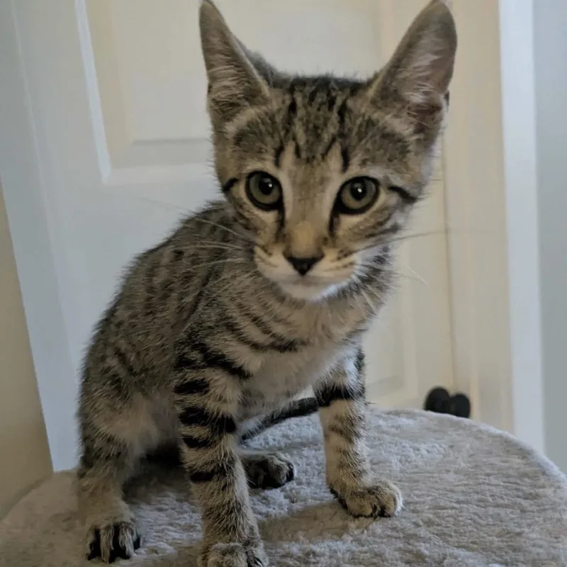 A baby small-sized male Gray / Blue / Silver Domestic Short Hair cat named Harry P for adoption in Huntsville, AL